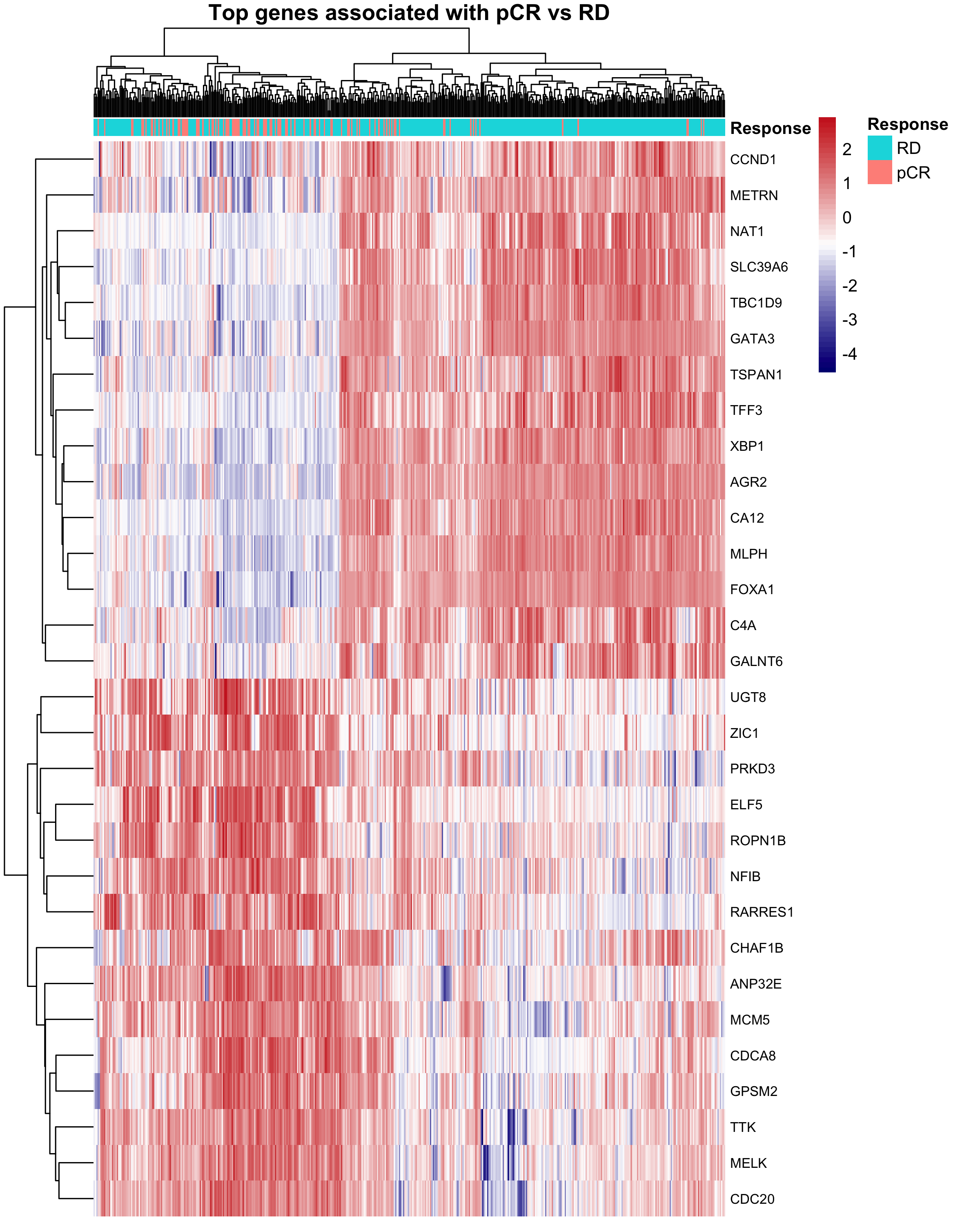 Differential expression heatmap of proliferation and estrogen-signaling transcripts across the GSE25066 chemotherapy response cohort